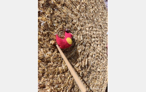 Duels au sommet et tirs de précision 🎯 🐦‍⬛