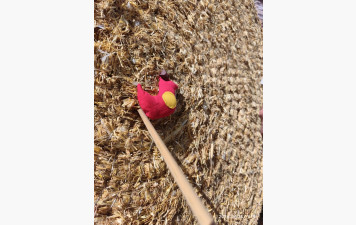 Duels au sommet et tirs de précision 🎯 🐦‍⬛